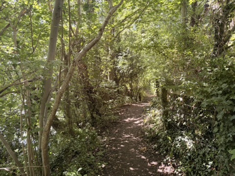 Narrow woodland path beneath a dense leafy canopy near the River Lune