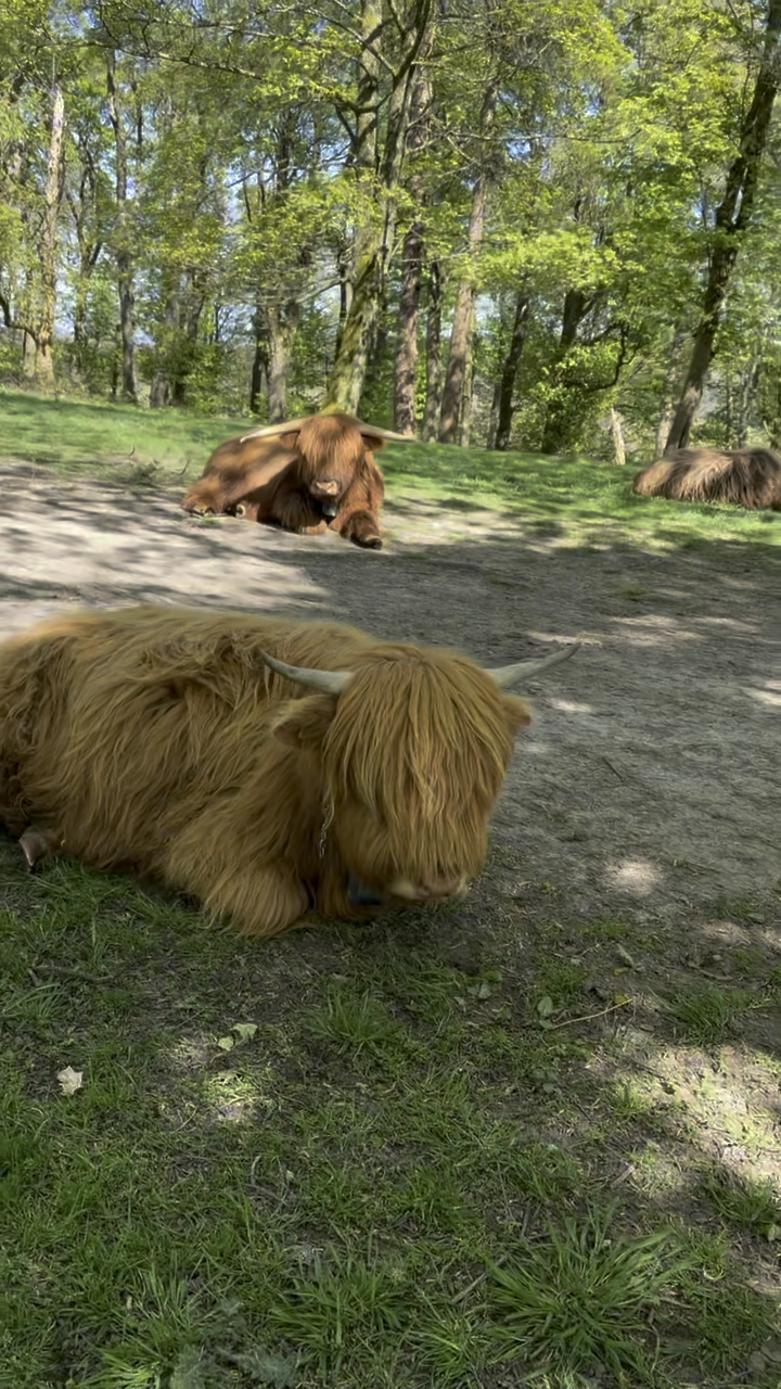 Three Highland cattle resting in dappled shade among the trees at Lyme Park, with a shaggy golden cow in the foreground.